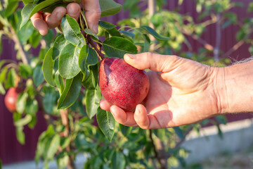 farmer harvesting pears in the garden. ripe juicy burgundy pears of the Lyubimitsa Klappa variety
