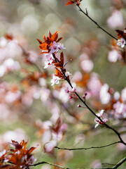 Obraz premium blossom spring spring forest