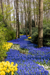 Yellow daffodils and blue muscari flowers blooming in the Keukenhof Garden in Lisse, Holland, Netherlands.