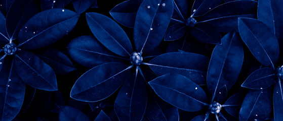 blue leaves background or wallpaper
