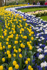  Tulips and blue muscari blooming n the Keukenhof Garden in Lisse, Holland, Netherlands.