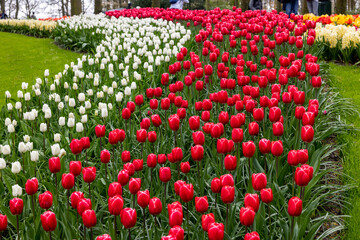 Red and white tulips in the Keukenhof Garden in Lisse, Holland, Netherlands.