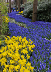  Yellow daffodils and blue muscari flowers blooming in the Keukenhof Garden in Lisse, Holland, Netherlands.