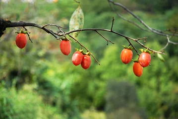 Photo sur Plexiglas Couleur pistache 柿の風景