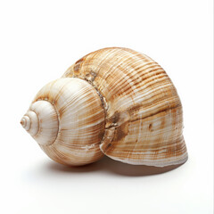 Obraz premium shell, sea, isolated, seashell, white, nature, beach, spiral, ocean, conch, mollusk, animal, marine, snail, object, shells, shellfish, macro, summer, tropical, brown, water, life, aquatic, close-up