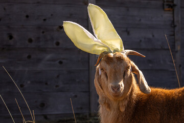 Cute Young Nubian Boer Mixed Breed Homestead Goat Wearing Bunny Rabbit Happy Easter Ears in Front of Grey Barn with Space for Text