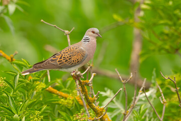 Turkawka (Streptopelia turtur) - obrazy, fototapety, plakaty