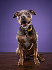 studio shot of a cute dog on an isolated background - 766632005