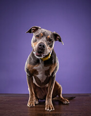 studio shot of a cute dog on an isolated background - 766632033