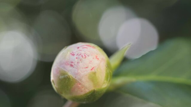 A macro shot of a flower bud in early spring.