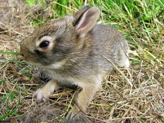 baby cottontail rabbit