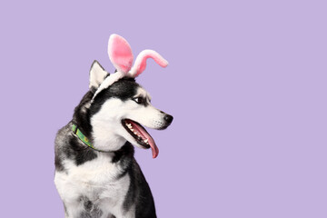 Adorable Husky dog with bunny ears on lilac background. Easter celebration