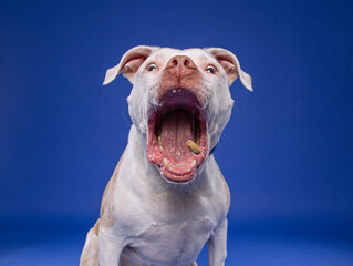 studio shot of a cute dog on an isolated background - 766634060