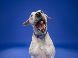 studio shot of a cute dog on an isolated background - 766634229
