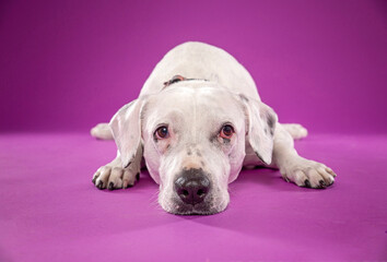studio shot of a cute dog on an isolated background - 766634232