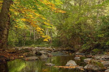 Creek in Lithia Park with Autumn colors from aesculus hippocastanum, horse chestnut, Asland, Oregon - 766634418