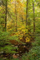 Creek in Lithia Park with Autumn colors from aesculus hippocastanum, horse chestnut, portrait orientation