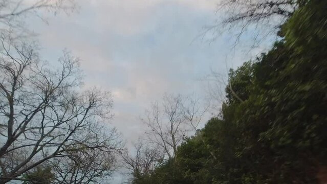 video del cielo con alberi in movimento, alta risoluzione