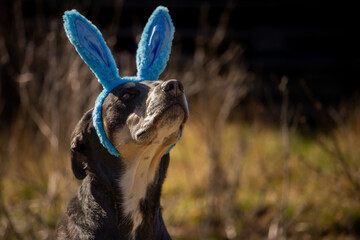 Cute Sweet Adult Mixed Breed Happy Easter Black Dog Mutt Wearing Blue Bunny Rabbit Ears Facing Up and Right with Space for Text Outdoors