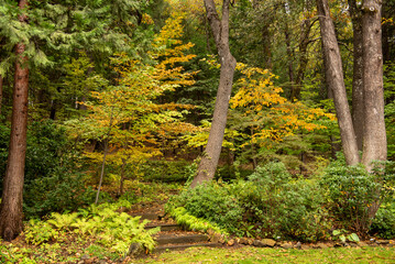 Dunsmuir Botanical Gardens in the fall, featuring Autumn colors and steps towards the gardens - 766635288