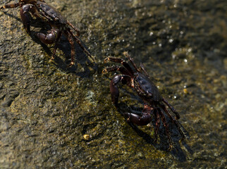 Pachygrapsus marmoratus is a species crab, sometimes called the marbled rock crab or marbled crab....