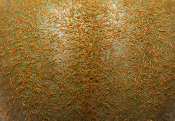 Kiwi skin close up details macro image as background image.