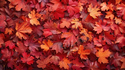 Naklejka na ściany i meble dry autumn falling leaves autumn park background