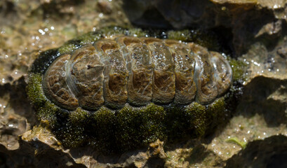 Acanthopleura haddoni, tropical species of chiton. The fauna of the Red Sea. A marine molluscs on a rock.