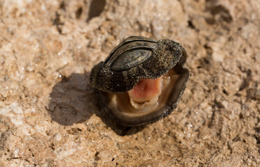 Acanthopleura haddoni, tropical species of chiton. The fauna of the Red Sea. A marine molluscs on a...