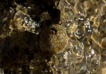 Tetraclita squamosa - Thatched barnacle. Balanus (Balanomorpha) is a genus of barnacles in the...