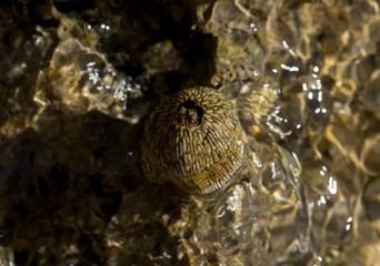 Tetraclita squamosa - Thatched barnacle. Balanus (Balanomorpha) is a genus of barnacles in the family Balanidae of the subphylum Crustacea.
