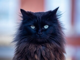 Head of Long Haired Black Cat