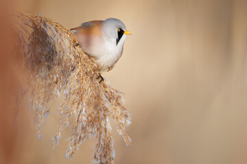The bearded reedling - Panurus biarmicus is a small, long-tailed passerine bird found in reed beds...