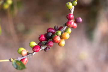 Planta de café organico frutos coloridos