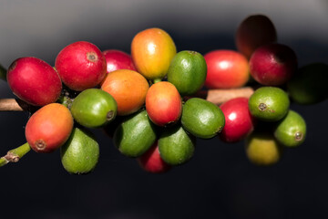 Planta de café organico frutos coloridos