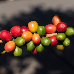 Planta de café organico frutos coloridos
