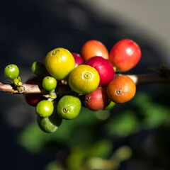 Planta de café organico frutos coloridos