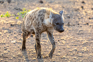 Spotted Hyena in Botswana, Africa