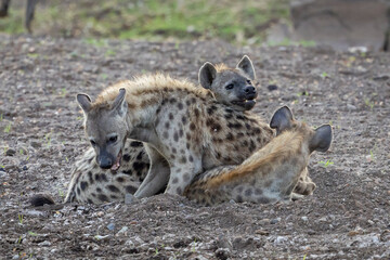 Spotted Hyena in Botswana, Africa