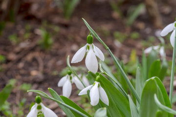 Przebiśniegi (Galanthus nivalis) kwitnące białe kwiaty na kwietniku.Wczesna wiosna. Jedna z pierwszych roślin kwitnących w roku, przebiśnieg - roślina z rodziny amarylkowatych. - obrazy, fototapety, plakaty