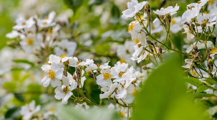 Biało kwitnący krzew z rodziny różowatych.Pięknie kwitnący krzew ozdobny z dużą ilością białych kwiatów. Wiosna w mieście. - obrazy, fototapety, plakaty