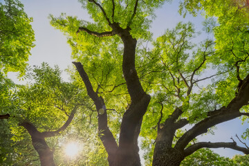 Stary potężny jesion w wiosenny dzień.Słońce w majowe popołudnie prześwieca przez koronę pięknego, majestatycznego drzewa w zabytkowym parku.