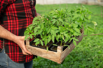 Man holding tomato seedlings in greenhouse ready for plantation in soil , closeup shot 