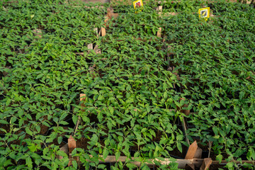 Seedlings of tomatoes and paprika in greenhouse, agriculture farming 