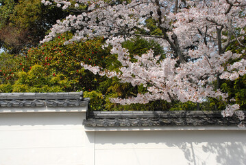 春の南禅寺　境内の桜　京都市左京区