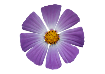cosmos pinnate flower on a transparent background...