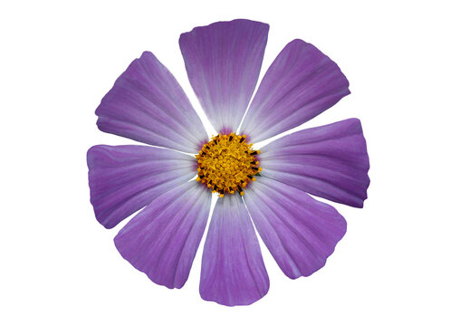cosmos pinnate flower on a transparent background...