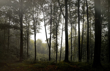 Mysterious misty morning in the autumn forest	