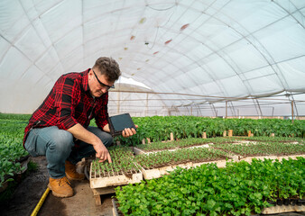 Agricultural expert with tablet examining seedlings in greenhouse