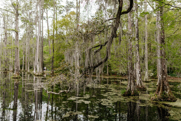 Beautiful landscape in a swamp with cypress trees with Spanish moss, aerial roots and alligators. Cypress Garden, Charleston, South Carolina, USA